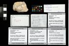 Foto (Objekt + Etikett) von Brachyura indet.  (NHMW-GEO-2014-0194-0267c)